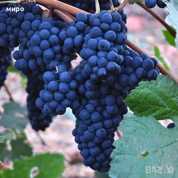 грозде сорт,, отел,,, снимка 1