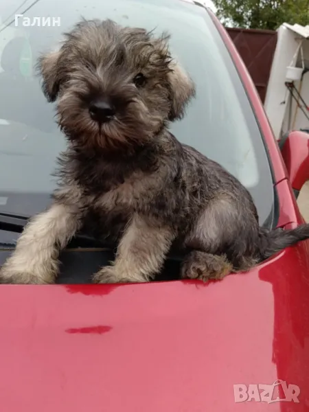 Цверг шнауцер,цверг шнауцери, миниатюрен шнауцер , снимка 1