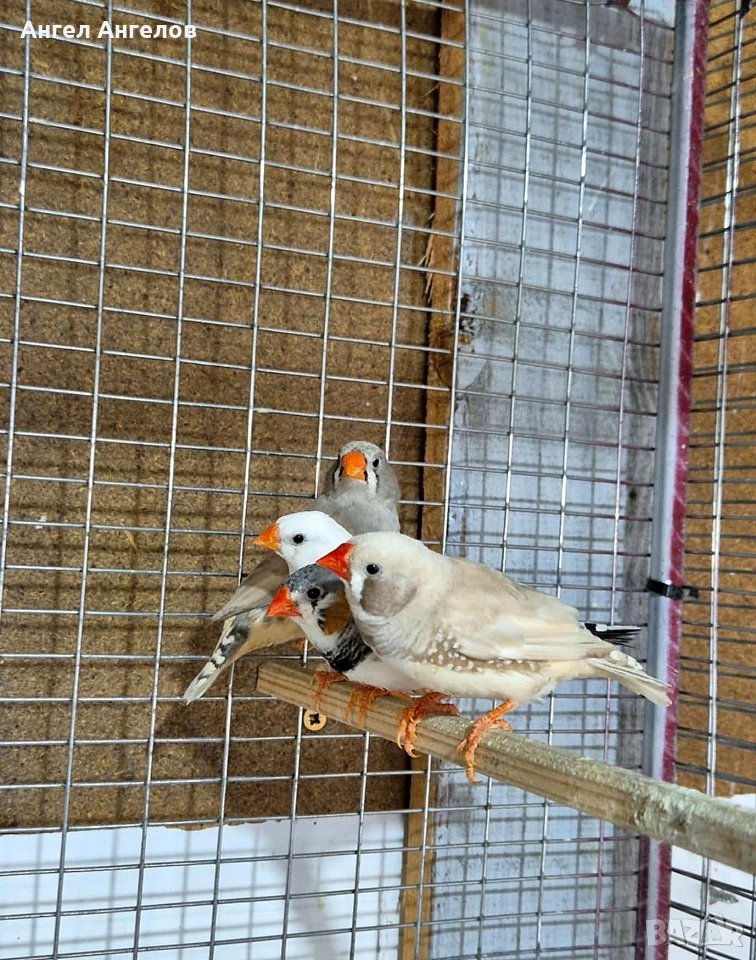 зеброви амадини , снимка 1