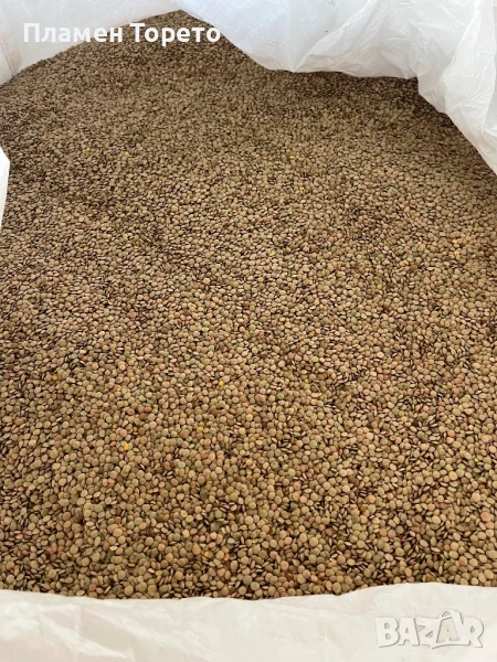 Леща - Канадска зелена реколта 2025, снимка 1