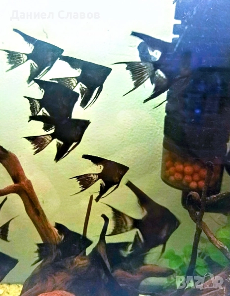 Черни воални ангели, снимка 1