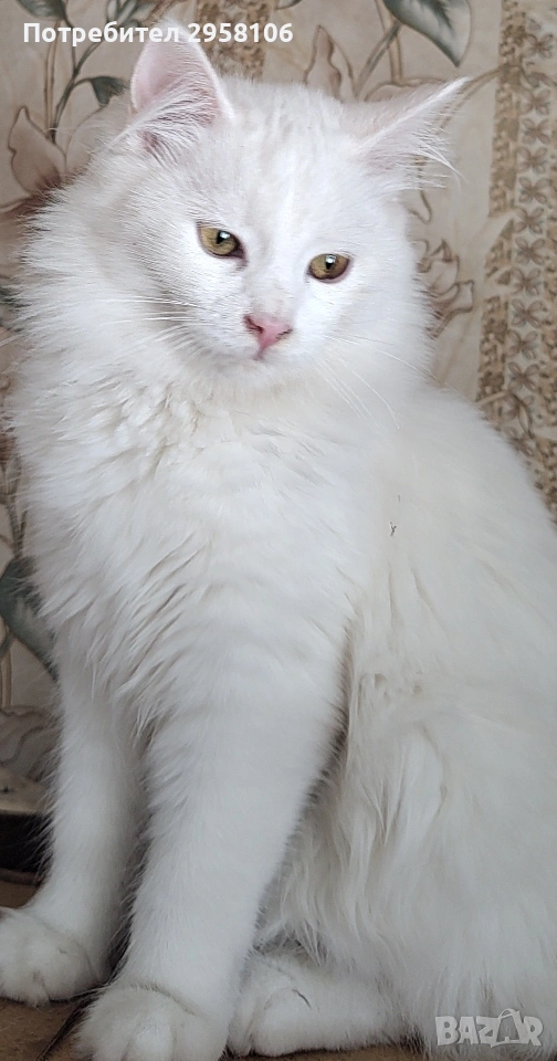 Персийска чинчила, снежно бяла, 5 мес., снимка 1