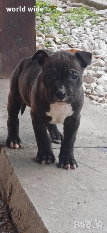 Бебета питбул, снимка 1