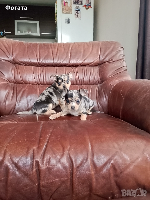 Продават се, снимка 1