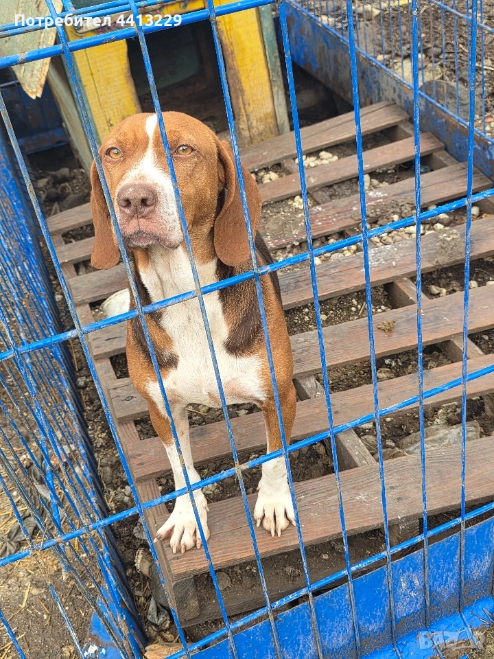 шоколадово гонче,свинари и зайчари, снимка 1