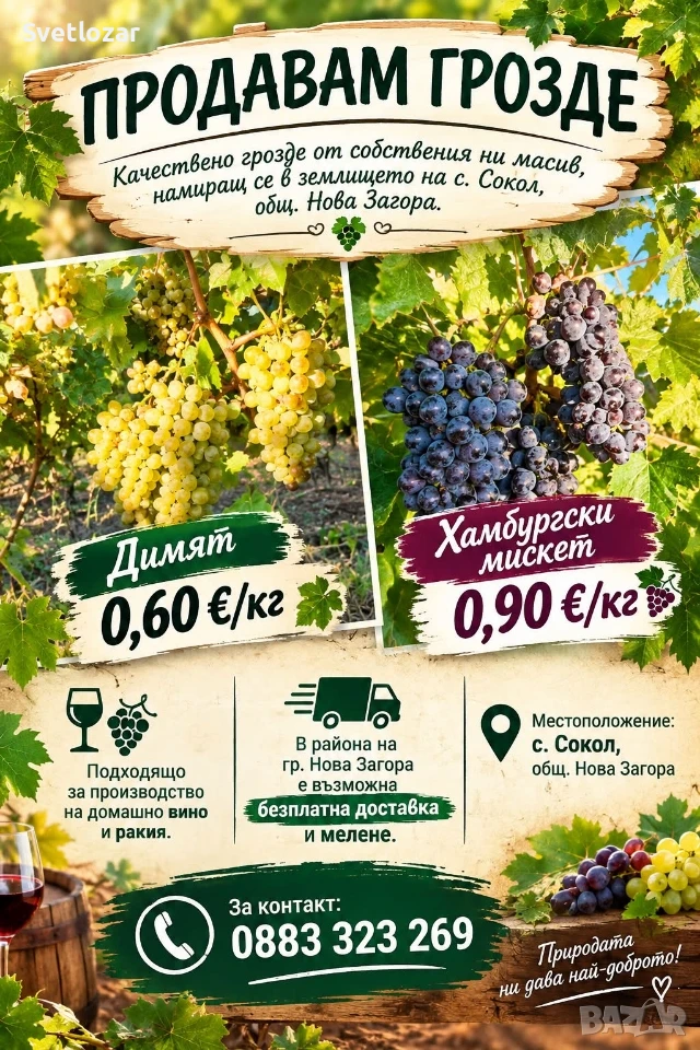 Грозде сорт Димят и Хамбургски Мискет, снимка 1