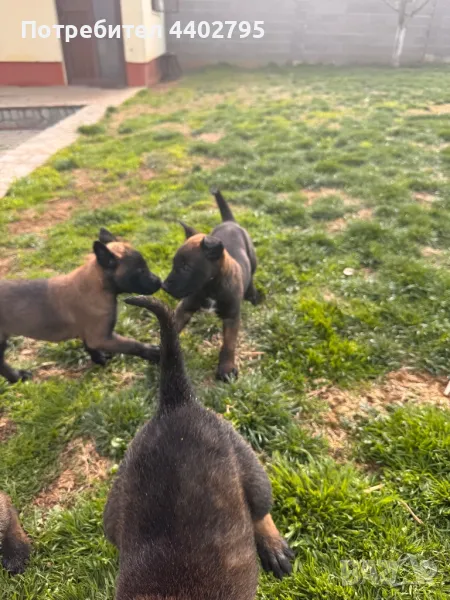 Белгийска овчарка, снимка 1