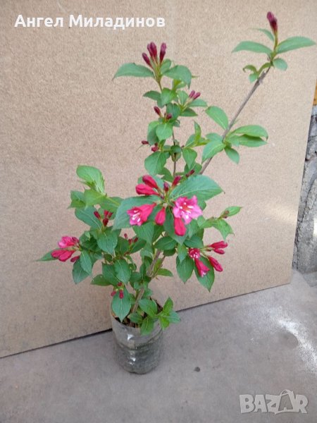 Декоративен храст- Вайгела, снимка 1