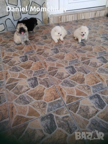 Mini Pomeran, снимка 1