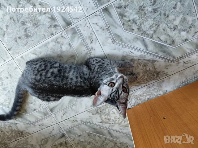 Подарявам котенца, снимка 5 - Други - 55896186