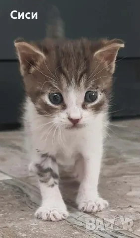 КОТЕ бебе,женско, снимка 3 - Други - 55777470