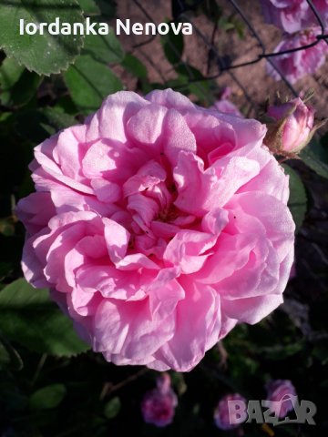 Роза, снимка 2 - Градински цветя и растения - 36999792