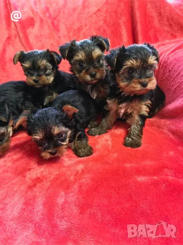 Йорки йоркширски териер Гр. София, снимка 4 - Йоркширски териер - 48058005