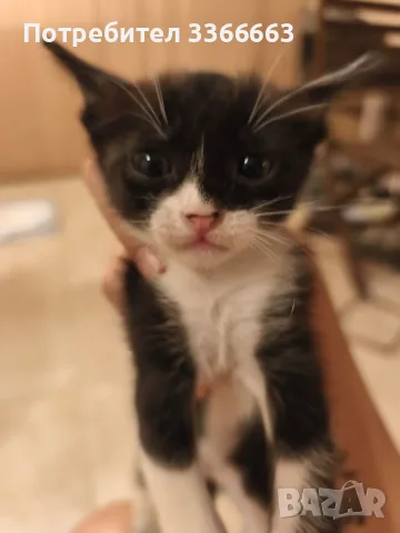 Подарявам котенца