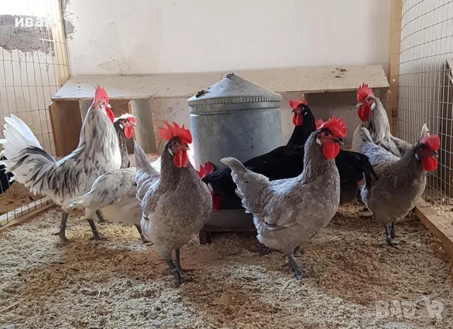 Свободни петли Синьо Брезе ,Сребърно брезе и Фризийска кокошка