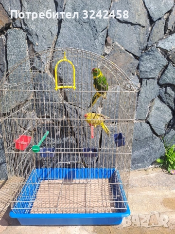 Продавам какарики, снимка 4 - Папагали - 54089738