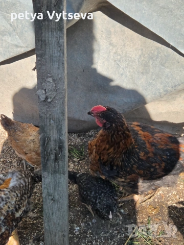 Продавам ярки и пилета, снимка 3 - Кокошки и пуйки - 54312704