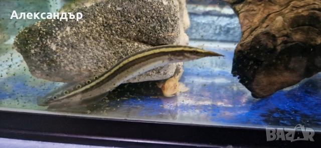 macrognathus aral, снимка 5 - Рибки - 52063872