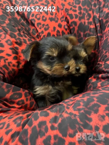 Йоркширски териерчета , снимка 3 - Йоркширски териер - 53375639