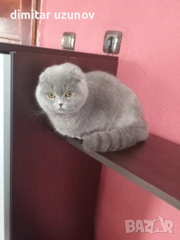 Шотландска клепоуха котка , снимка 1