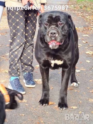 Кане Корсо (Cane Corso) бебета, снимка 6 - Кане корсо - 51490525