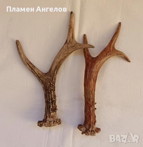 Трофей-рога от сръндак, снимка 2 - Декорация за дома - 52260402