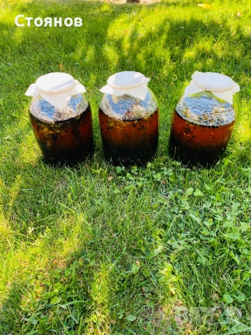 Сироп черен бъз с мед, бъзак с мед, снимка 8 - Други - 51738820