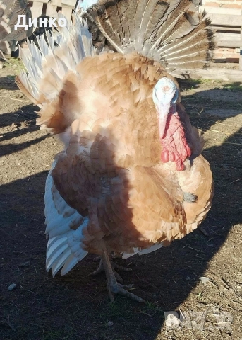 пуйки , снимка 3 - други­ - 52392364