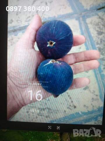 дръвчета смокиня сорт "Черна от Бурса" , снимка 2 - Градински цветя и растения - 54139645