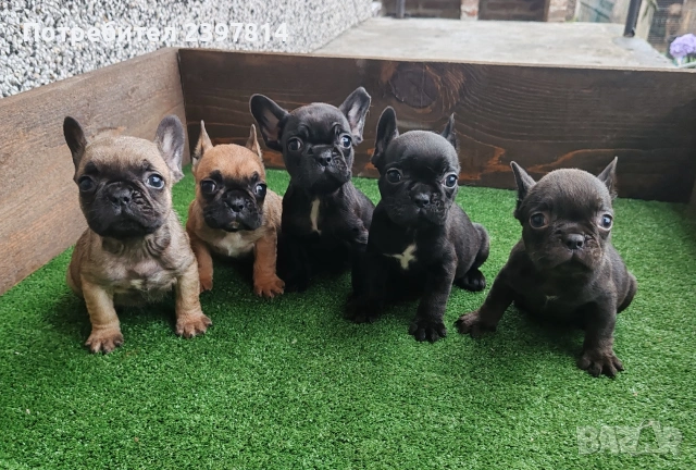 Френски булдог 