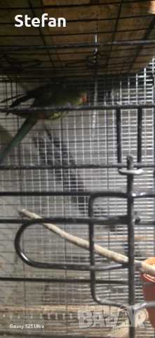 Планински папагал, снимка 2 - Папагали - 53248745