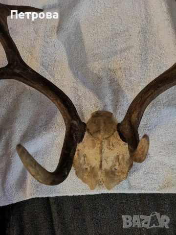 големи рога от елен - лопатар, снимка 2 - Други ценни предмети - 53889601