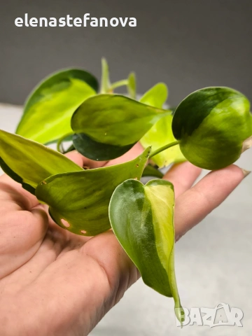 Филодендрон, вариегатен "Brasil", снимка 2 - Стайни растения - 53205976