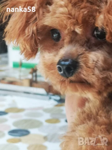 Той пудел за разплод, снимка 3 - Пудели - 51011546