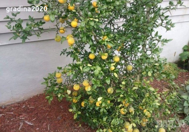 Poncirus trifoliata / Див лимон, снимка 3 - Разсади - 37305233