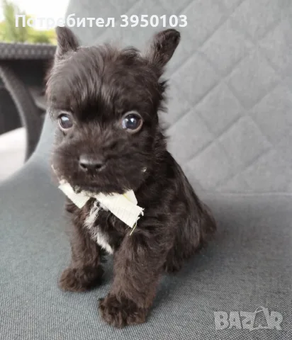 Floodle Frenchie момченце , снимка 3 - Френски булдог - 56473272