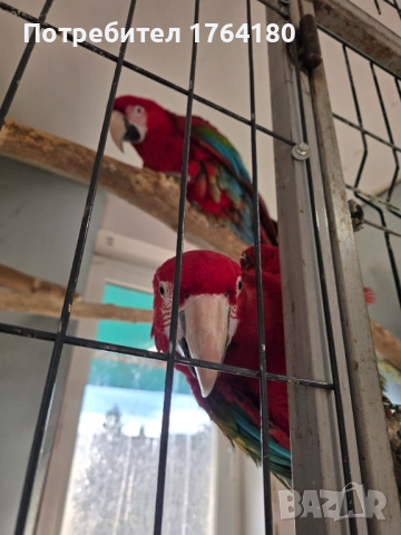 Три двойки папагали ара , снимка 6 - Папагали - 52920223