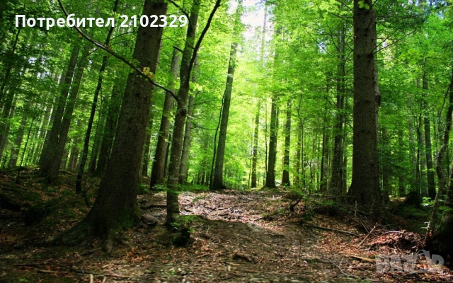 50 годишна борова гора
