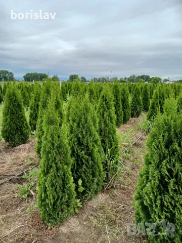 Туя, даника и ауреа нана, снимка 3 - Градински цветя и растения - 50420048