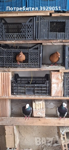 Продавам Архангели, снимка 8 - Гълъби - 54241623