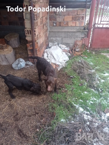 Куче дратхар срешно, снимка 8 - Дратхаар - 53128897