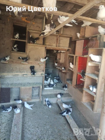 Ломски високолетачи, снимка 2 - Гълъби - 51102124