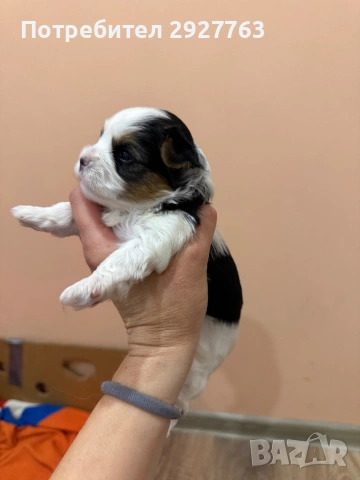 Бивер йоркширски териер, снимка 8 - Йоркширски териер - 54076207