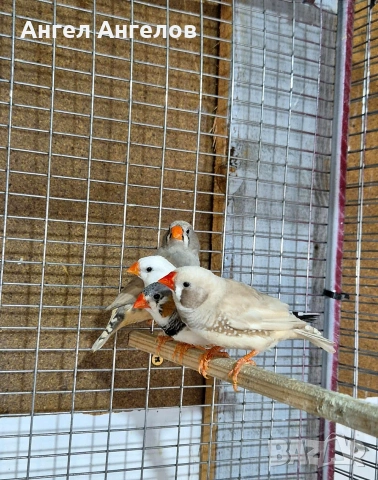 зеброви амадини 