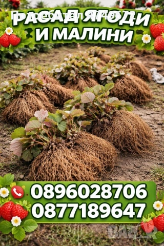 Разсад ягоди и малини 
