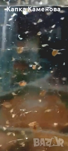 Дафния магна. Стартова култура. , снимка 2 - Други - 51693617