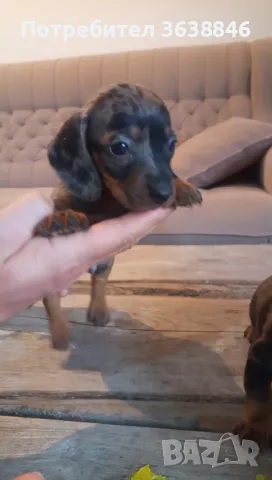Дакел,мини дакели, снимка 4 - Дакели - 49667778