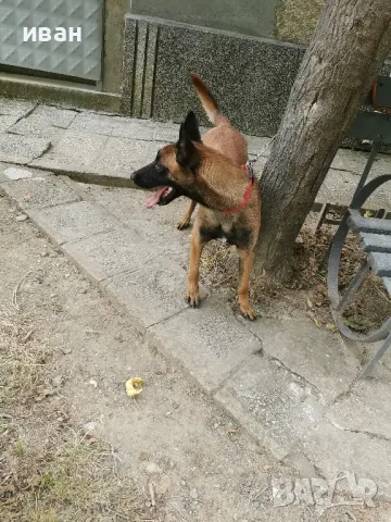 продам белгийски овчарки малиноа , снимка 10 - Белгийска овчарка - 49319194