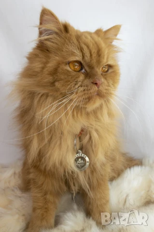 Лазерно рязане и гравиране на медальони за кучета от неръждаема стомана  , снимка 4 - Други стоки за животни - 51173445