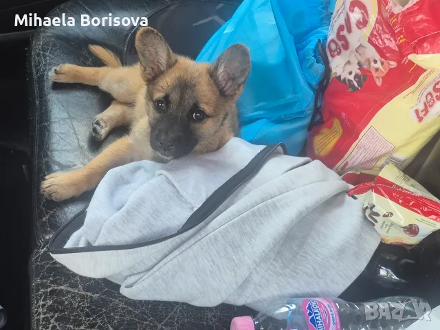 Кученца белгийска овчарка 